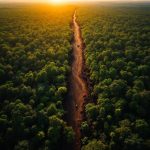 Google's Real-Time Forest Monitoring System for Brazil